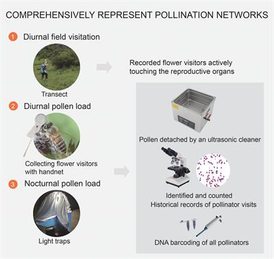 Constructing more comprehensive pollination networks: integrating diurnal and nocturnal pollen data with visitation in a subalpine wetland community